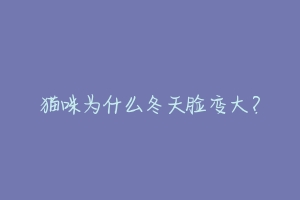 猫咪为什么冬天脸变大?-动物百科