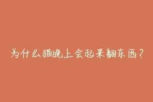 为什么猫晚上会起来翻东西?-动物百科