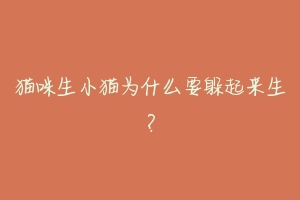 猫咪生小猫为什么要躲起来生？-动物百科