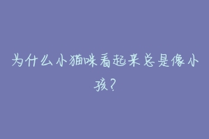 为什么小猫咪看起来总是像小孩？-动物百科