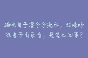 猫咪鼻子湿乎乎流水，猫咪呼吸鼻子有杂音，是怎么回事？-动物百科