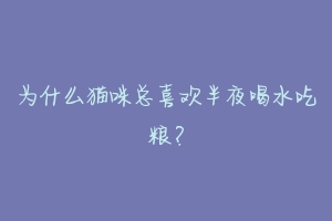 为什么猫咪总喜欢半夜喝水吃粮?-动物百科