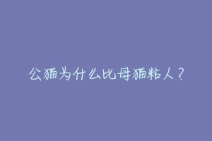 公猫为什么比母猫粘人?-动物百科