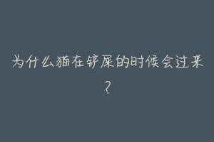 为什么猫在铲屎的时候会过来?-动物百科