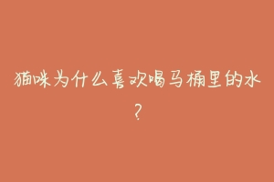猫咪为什么喜欢喝马桶里的水?-动物百科