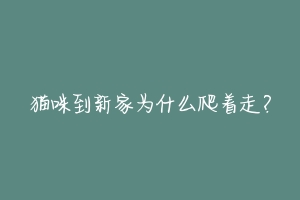 猫咪到新家为什么爬着走?-动物百科