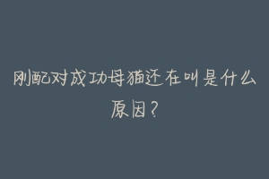 刚配对成功母猫还在叫是什么原因?-动物百科
