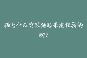 猫为什么突然跳起来抱住我的脚？-动物百科