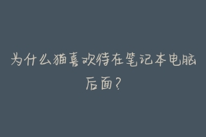 为什么猫喜欢待在笔记本电脑后面?-动物百科