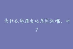 为什么母猫会咬尾巴张嘴,叫?-动物百科