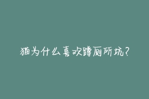 猫为什么喜欢蹲厕所坑?-动物百科