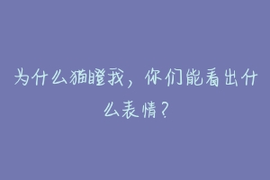 为什么猫瞪我,你们能看出什么表情?-动物百科