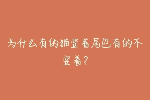 为什么有的猫竖着尾巴有的不竖着?-动物百科