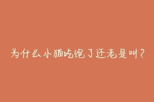 为什么小猫吃饱了还老是叫?-动物百科