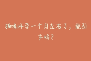 猫咪怀孕一个月左右了,能引产吗?-动物百科