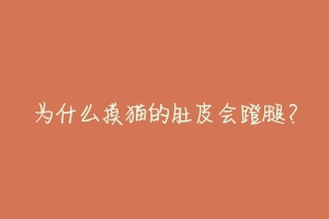 为什么摸猫的肚皮会蹬腿?-动物百科