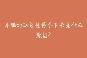 小猫好动总是停不下来是什么原因?-动物百科