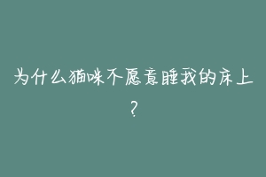 为什么猫咪不愿意睡我的床上?-动物百科