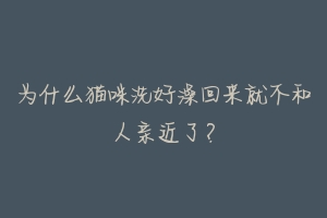 为什么猫咪洗好澡回来就不和人亲近了?-动物百科