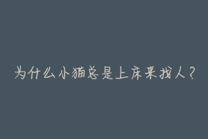 为什么小猫总是上床来找人?-动物百科