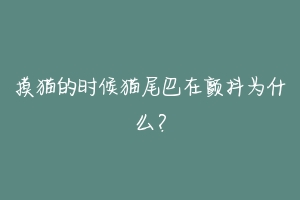 摸猫的时候猫尾巴在颤抖为什么?-动物百科