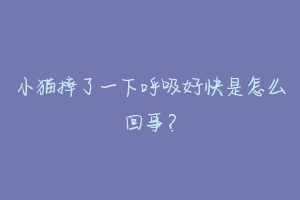 小猫摔了一下呼吸好快是怎么回事?-动物百科