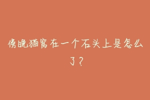 傍晚猫窝在一个石头上是怎么了?-动物百科
