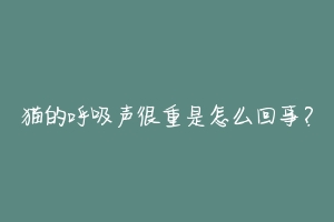 猫的呼吸声很重是怎么回事?-动物百科
