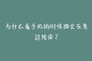 为什么看手机的时候猫会在旁边陪你?-动物百科