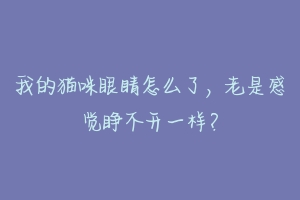 我的猫咪眼睛怎么了,老是感觉睁不开一样?-动物百科