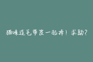 猫咪连毛带皮一起掉!求助?-动物百科