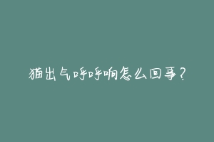猫出气呼呼响怎么回事?-动物百科