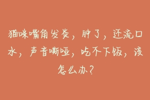 猫咪嘴角发炎,肿了,还流口水,声音嘶哑,吃不下饭,该怎么办?-动物百科