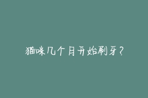 猫咪几个月开始刷牙?-动物百科