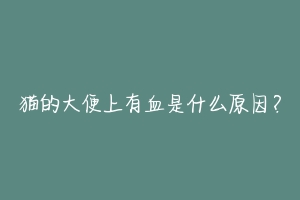 猫的大便上有血是什么原因？-动物百科