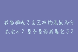 我家猫吃了自己抓的老鼠为什么会吐？是不是怨我看它了？-动物百科