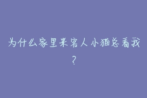 为什么家里来客人小猫总看我?-动物百科