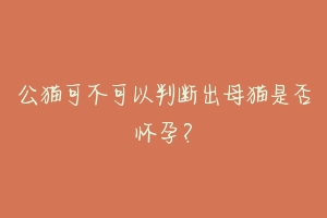 公猫可不可以判断出母猫是否怀孕?-动物百科