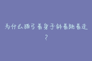 为什么猫弓着身子斜着跳着走?-动物百科