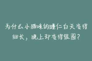 为什么小猫咪的瞳仁白天变得细长,晚上却变得很圆?-动物百科