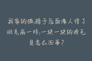我家的猫,脖子后面像人得了斑秃病一样,一块一块的掉毛是怎么回事?-动物百科