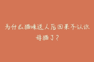 为什么猫咪送人后回来不认识母猫了?-动物百科