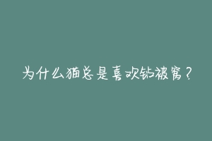 为什么猫总是喜欢钻被窝?-动物百科