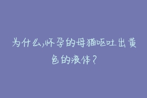 为什么,怀孕的母猫呕吐出黄色的液体?-动物百科
