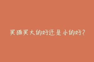 买猫买大的好还是小的好?-动物百科