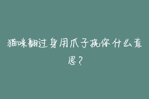 猫咪翻过身用爪子挠你什么意思?-动物百科