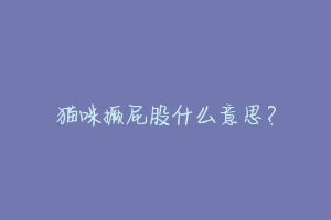 猫咪撅屁股什么意思?-动物百科