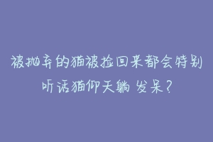 被抛弃的猫被捡回来都会特别听话猫仰天躺 发呆?-动物百科