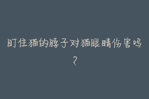 盯住猫的脖子对猫眼睛伤害吗?-动物百科