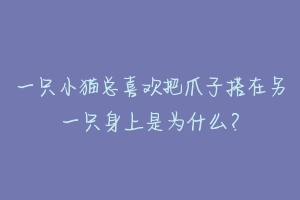 一只小猫总喜欢把爪子搭在另一只身上是为什么?-动物百科
